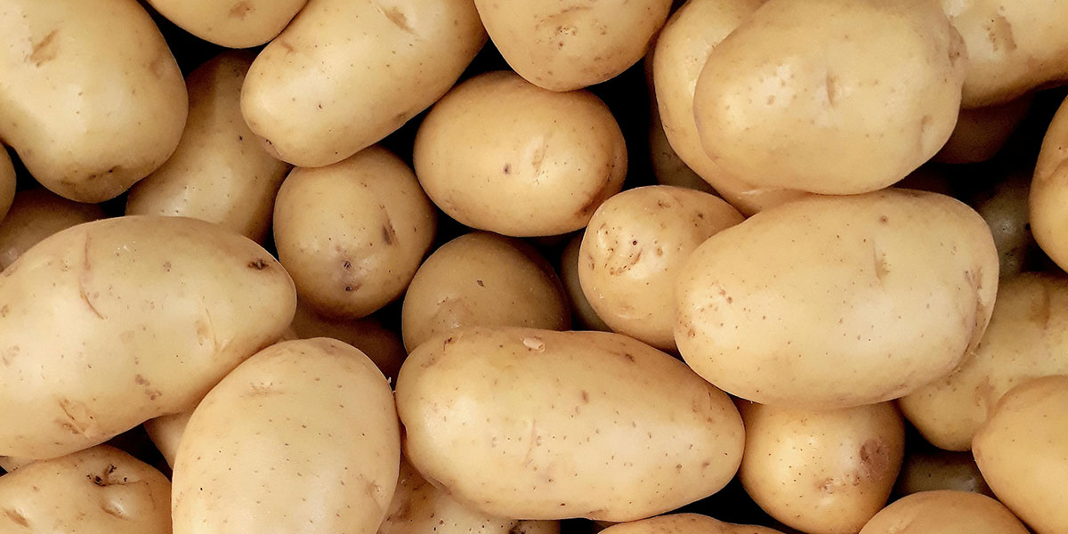Sequestrate 33 tonnellate di finte patate italiane